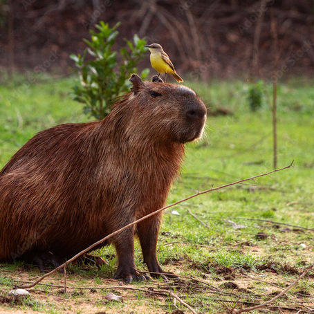 El Día del Capibara: entre la ternura viral y la urgencia ecológica