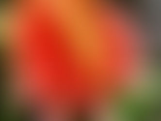 Un homenaje a la flor de Inírida, poesía y cultura