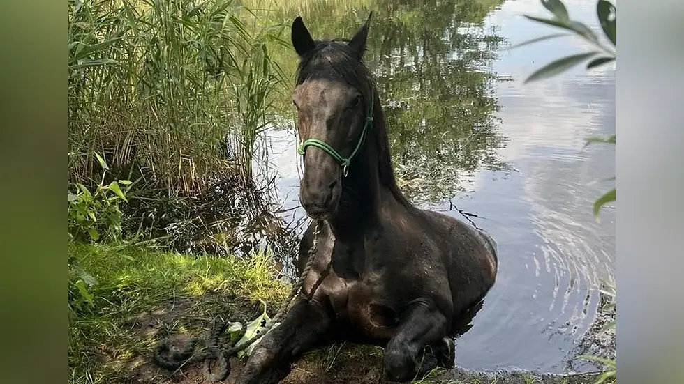 Sprung ins Verderben: Scheuendes Pferd landet im Wasser - Feuerwehr eilt zu Hilfe