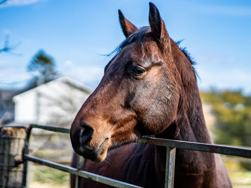 Neue Studie enthüllt Gen-Risiko: Warum viele Pferde heimlich leiden