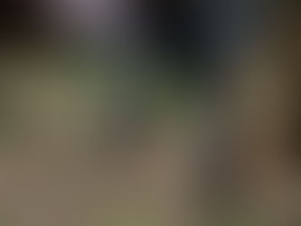 Gefährliches Manöver: Pferd reißt sich los – 67-Jährige nach Sturz im Krankenhaus