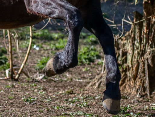 Gefährliches Manöver: Pferd reißt sich los – 67-Jährige nach Sturz im Krankenhaus
