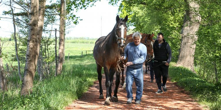 Männer führen Pferde