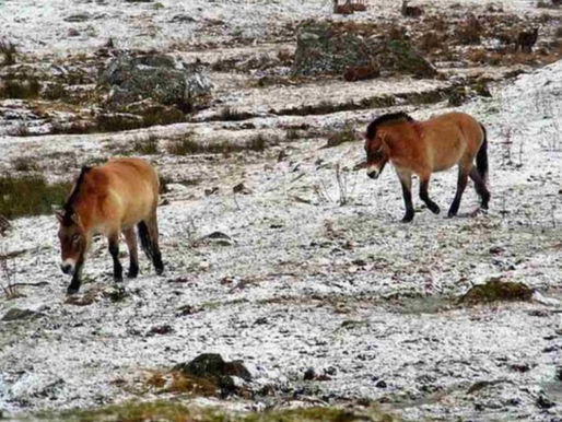Nach 200 Jahren: Wilde Pferde kehren zurück in die Steppen Kasachstans