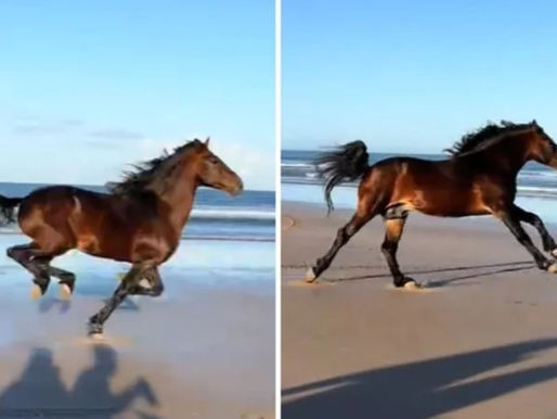 Gerettetes Pferd erlebt Freiheit: Capos Galopp am Strand rührt Millionen