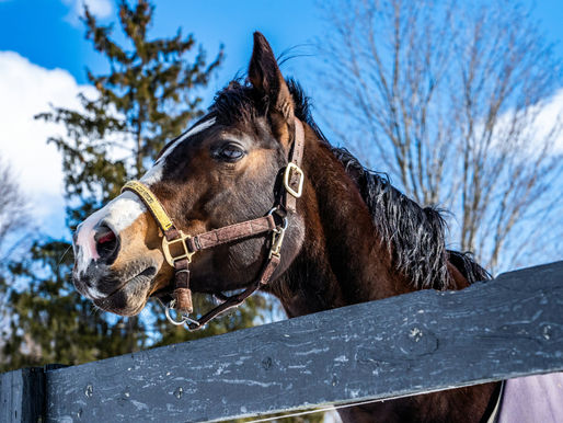 Hoffnung für Headshaker? Elektroakupunktur kann Pferde-Headshaking stoppen