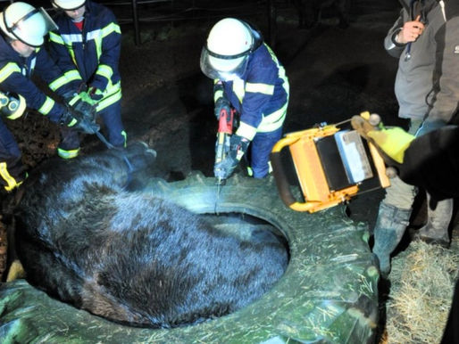 Weihnachtsdrama auf der Weide: Feuerwehr rettet Pferd aus Traktorreifen