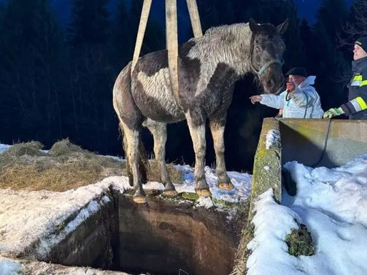 Drama in der Morgendämmerung: Pferd stürzt in Jauchegrube!