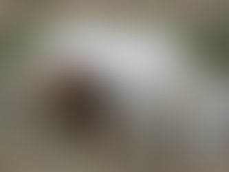 Geheimwaffe: Studie enthüllt, was Pferde wirklich trinken wollen