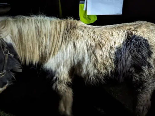 Mann darf 10 Jahre lang keine Pferde halten: Der Grund ist erschütternd