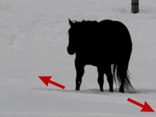 Optische Illusion: Dieses Pferdevideo bringt das Internet zum Verzweifeln!