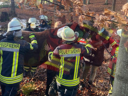 Dramatische Pferde-Rettung: Drei Trecker und 65 Retter im Einsatz