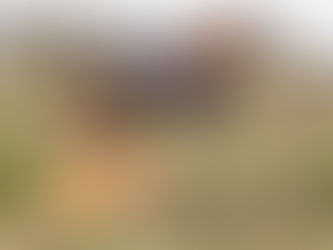 Ein Hund und ein Pferd: Eine Freundschaft, die Herzen berührt