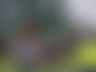 Weihnachtsdrama: Stute Paula in Lebensgefahr – Feuerwehr kämpft um Rettung