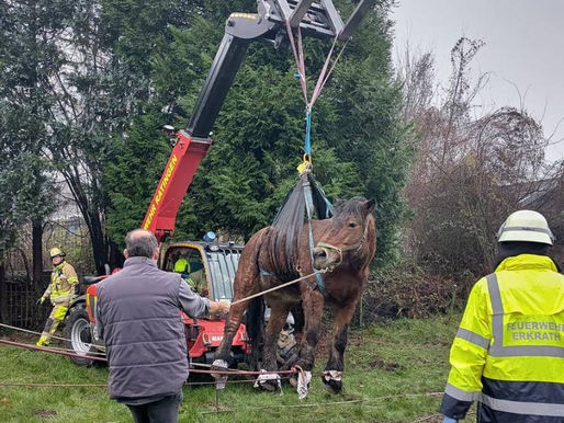 Weihnachtsdrama: Stute Paula in Lebensgefahr – Feuerwehr kämpft um Rettung