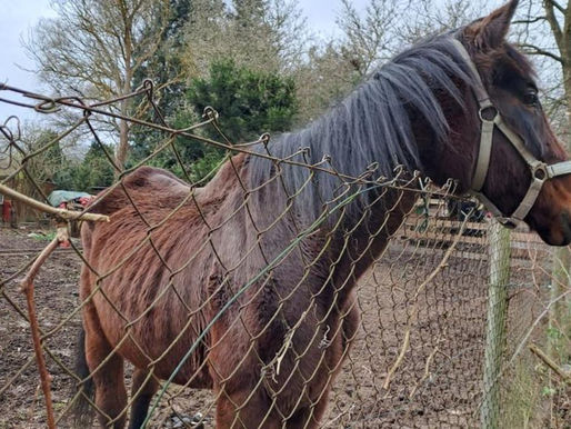 Rettung in letzter Minute: Kleingarten-Besitzer versteckte vernachlässigte Pferde