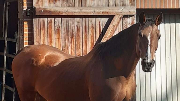 Braune, ältere Stute