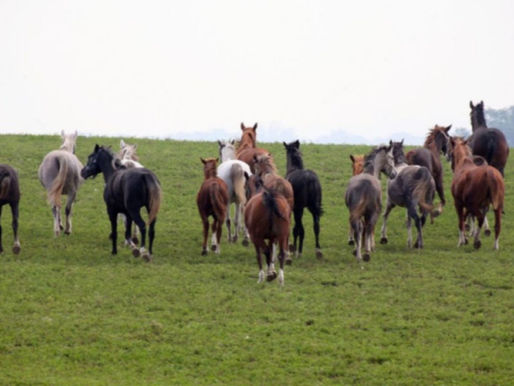 160 Jahre Geschichte: Dieses Gestüt engagiert sich für bedrohte Pferderassen
