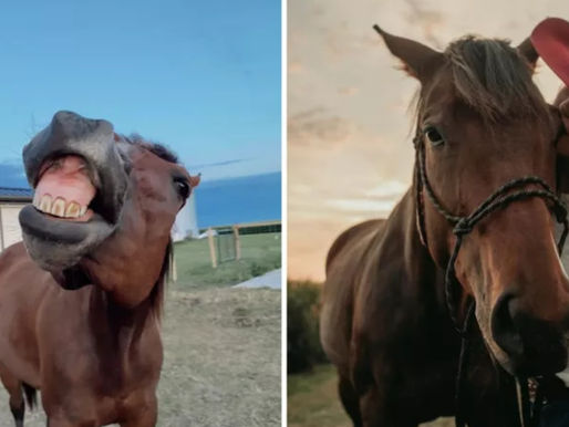 Zu bequem zum Aufstehen? Pferd "Goose" wird Internet-Star nach Schnee-Panne