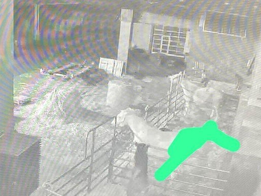 5.000 Euro Belohnung: Wird der „Pferderipper“ von Coburg endlich gefasst?