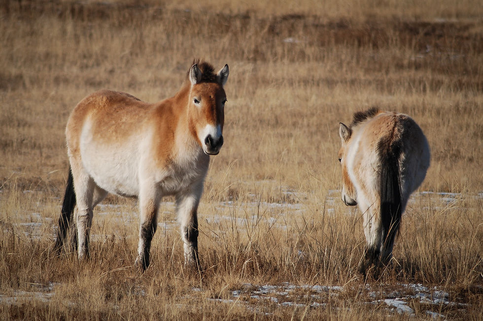 Warum Ungarn 150 Wildpferde nach Kasachstan schickt – und was das mit Tigern zu tun hat!