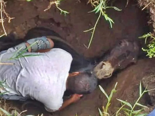 In letzter Sekunde gerettet: Verschüttetes Pferd aus schlammiger Todesfalle befreit