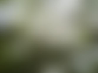 Weißdorn für Pferde: Wirkung, Anwendung und Nutzen