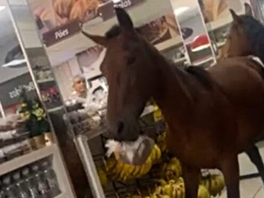 Pferde auf Beutezug: Stute und Fohlen überfallen brasilianische Bäckerei