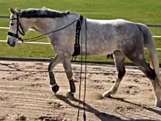 Die Arbeit mit der Doppellonge: Technik, Einsatz und Vorteile