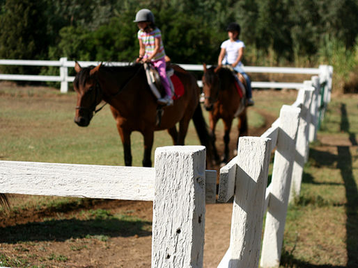 Reitlehrer-Sprüche, die uns zum Wiehern bringen: Humorvolle Weisheiten vom Trainingsplatz