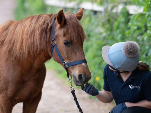 Vom „Feuerpferd“ im Zirkus zum Glückspony: Chesney findet ein Zuhause fürs Leben