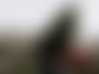 Gefährliche Weihnachtsreste: Warum Pferde keine Tannenbäume fressen sollten