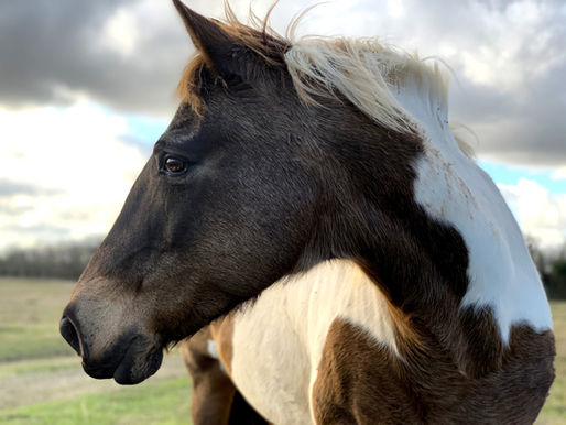 Forschung zur Pferde-Euthanasie: Mehr Hilfe für Besitzer bei der schwersten Entscheidung?