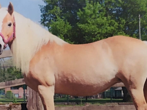 Oberhausen-Skandal: Jäger erschießt Pferd – Gericht lässt ihn laufen!