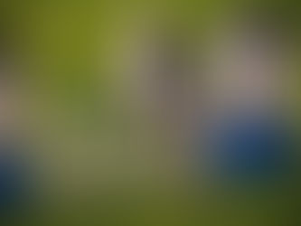 Holsteiner Hengsttage: Pferdeherpes erzwingt drastische Entscheidung!