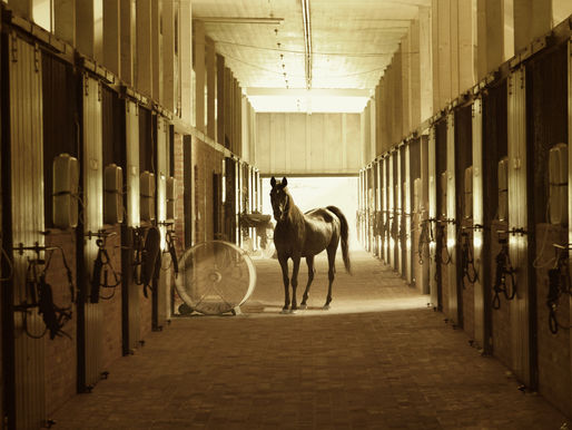 Neue Studie enthüllt: Mangelhafte Haltung und fehlendes Wissen bedrohen das Wohl der Pferde