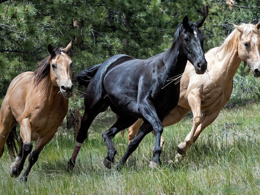 Panik auf der Pferdekoppel: Jugendliche zünden Böller – Pferde rennen um ihr Leben!