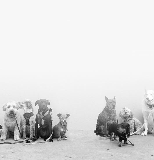 more lower dog header.jpg