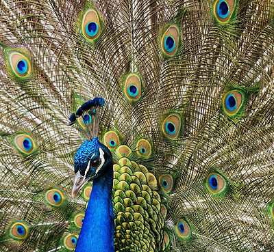 peafowl-7828140_1280.jpg