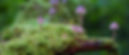 mushrooms-2786789_1280_edited.jpg