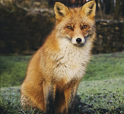 Fuchs.jpg