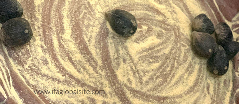 Understanding the Power of IFA Divination Spiritual Reading: Part 3