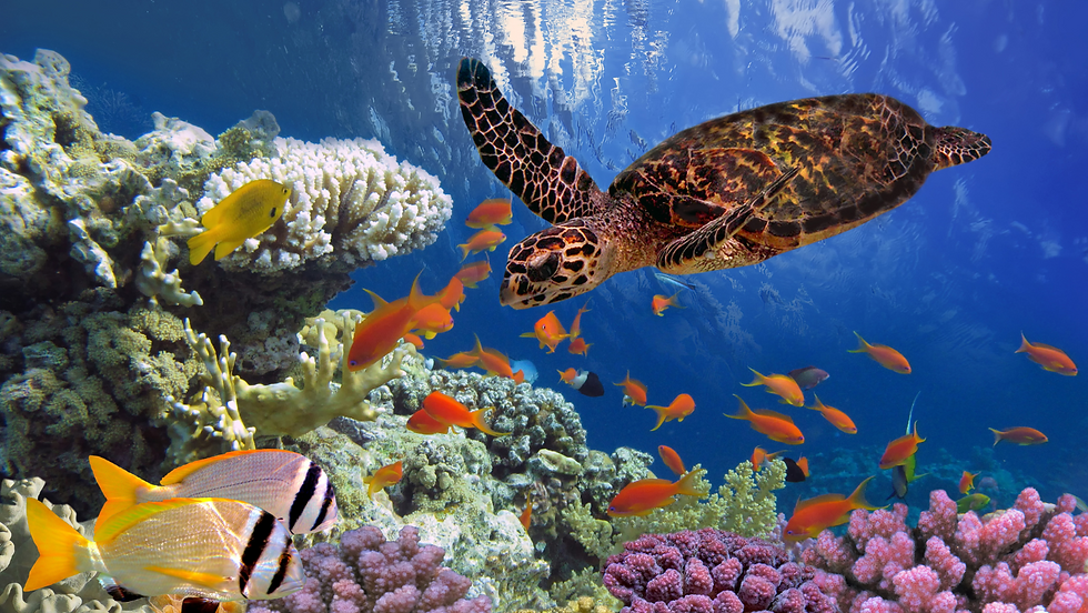 save the ocean