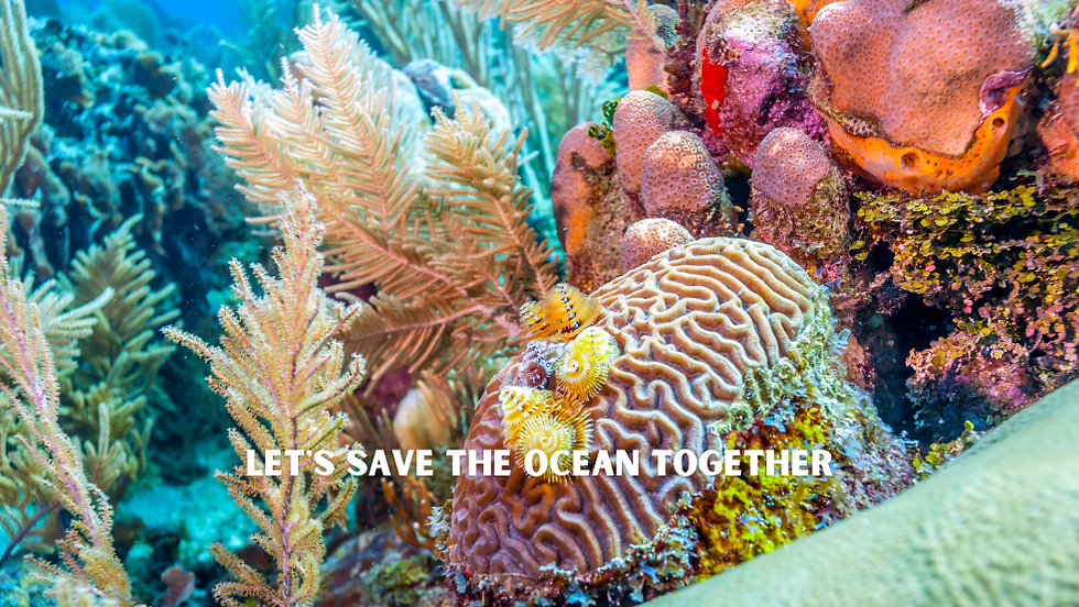 save the ocean