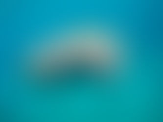 West Indian Manatee