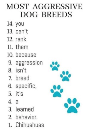 syrian hamster varieties