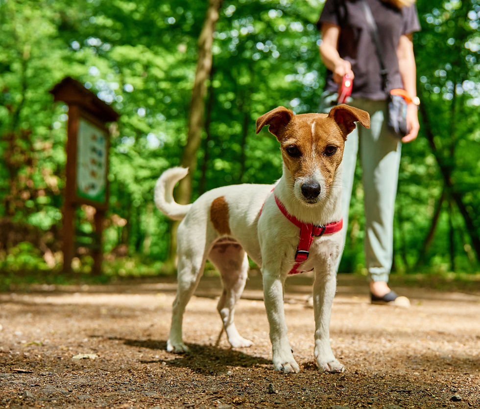 Dog walking on leash in park