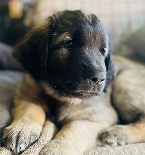 deedee 10 weeks d litter.jpeg