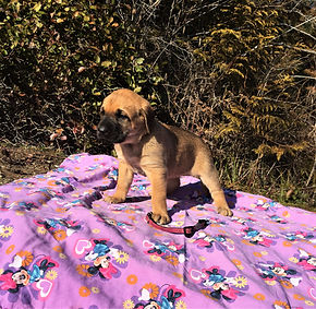 bryer 4 week pics.JPG