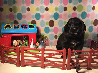 Bronco 3 week pics.jpg